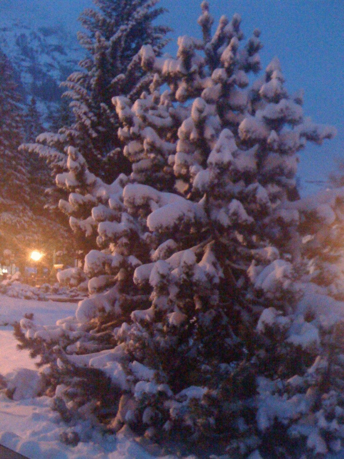 Albergo Alpenrose Ski&Bike Mountain Hotel Gressoney-Saint-Jean Eksteriør bilde